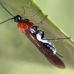 Campyloneurus sp (genus) (A Braconid wasp) at Braddon, ACT - 17 Jul 2024 by Hejor1