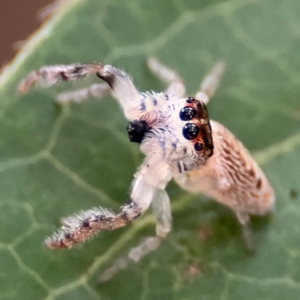 Opisthoncus grassator at Braddon, ACT - 17 Jul 2024