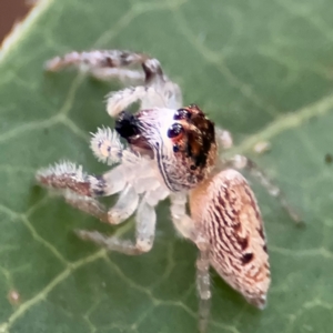 Opisthoncus grassator at Braddon, ACT - 17 Jul 2024