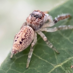 Opisthoncus grassator at Braddon, ACT - 17 Jul 2024