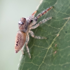 Opisthoncus grassator at Braddon, ACT - 17 Jul 2024