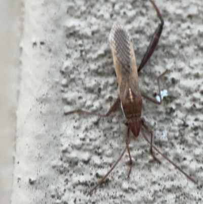 Melanacanthus scutellaris (Small brown bean bug) at Braddon, ACT - 18 Jul 2024 by Hejor1