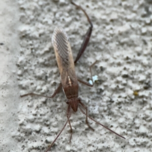 Melanacanthus scutellaris at Braddon, ACT - 18 Jul 2024