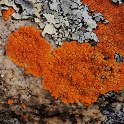 Caloplaca sp. (Firedot Lichen) at Goulburn, NSW - 19 Jul 2024 by trevorpreston