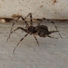 Tamopsis sp. (genus) (Two-tailed spider) at Hattah, VIC - 23 Apr 2010 by WendyEM