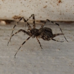 Unidentified Other web-building spider at Hattah, VIC - 22 Apr 2010 by WendyEM