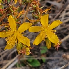 Hypericum perforatum (St John's Wort) at Goulburn, NSW - 19 Jul 2024 by trevorpreston