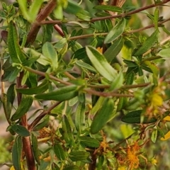 Hypericum perforatum at Goulburn, NSW - 19 Jul 2024