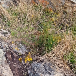 Hypericum perforatum at Goulburn, NSW - 19 Jul 2024