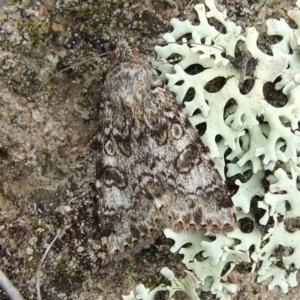 Heliothis punctifera at Hattah, VIC - 23 Apr 2010