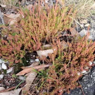 Crassula sieberiana (Austral Stonecrop) at Goulburn, NSW - 19 Jul 2024 by trevorpreston