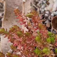 Crassula sieberiana at Goulburn, NSW - 19 Jul 2024