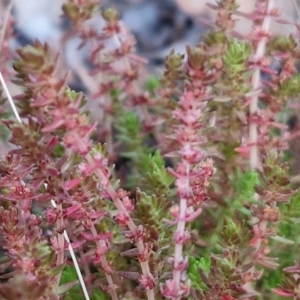 Crassula sieberiana at Goulburn, NSW - 19 Jul 2024