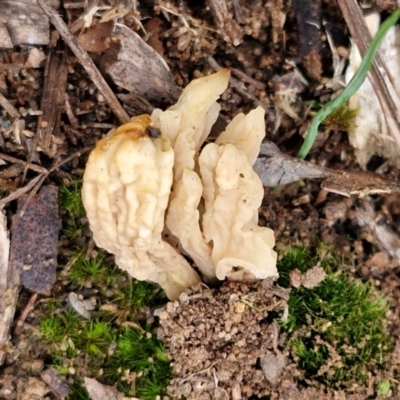 Clavulina sp. (A coral fungus) at Goulburn, NSW - 19 Jul 2024 by trevorpreston