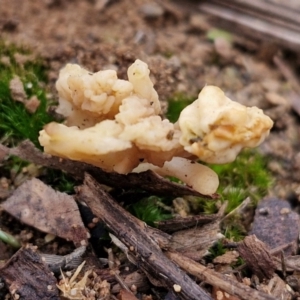 Clavulina sp. at Goulburn, NSW - 19 Jul 2024