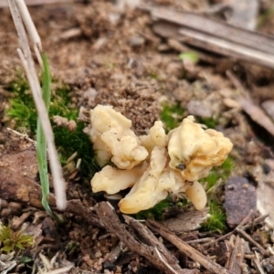 Clavulina sp. at Goulburn, NSW - 19 Jul 2024