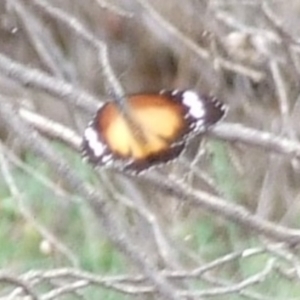 Danaus petilia at Hattah, VIC - 23 Apr 2010