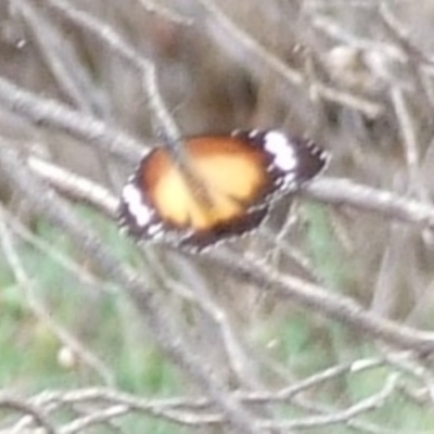 Danaus petilia (Lesser wanderer) at Hattah, VIC - 23 Apr 2010 by WendyEM