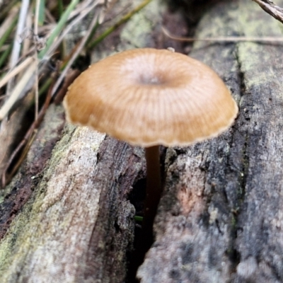 Unidentified Cap on a stem; gills below cap [mushrooms or mushroom-like] at Goulburn, NSW - 19 Jul 2024 by trevorpreston