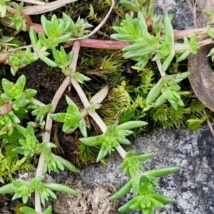 Crassula sp. at Goulburn, NSW - 19 Jul 2024