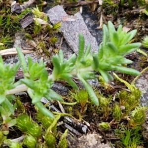 Crassula sp. at Goulburn, NSW - 19 Jul 2024 04:13 PM