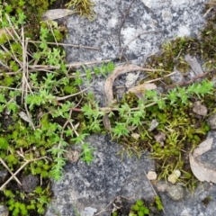 Crassula sp. at Goulburn, NSW - 19 Jul 2024