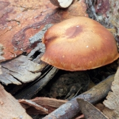 Cortinarius sp. (Cortinarius) at Goulburn, NSW - 19 Jul 2024 by trevorpreston