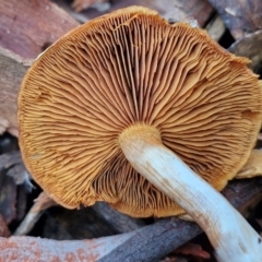 Cortinarius sp. at Goulburn, NSW - 19 Jul 2024