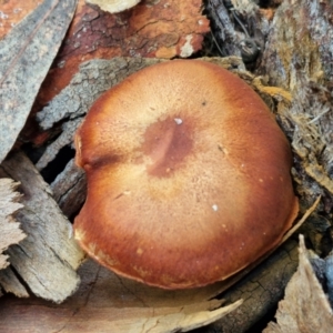 Cortinarius sp. at Goulburn, NSW - 19 Jul 2024