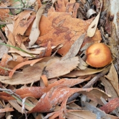 Cortinarius sp. at Goulburn, NSW - 19 Jul 2024