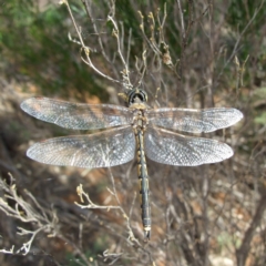 Hemicordulia australiae at Hattah, VIC - 23 Apr 2010 by WendyEM