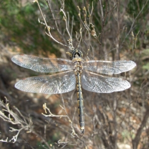 Hemicordulia tau at Hattah, VIC - 23 Apr 2010 11:07 AM