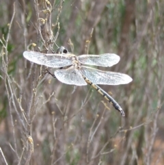 Hemicordulia tau at Hattah, VIC - 23 Apr 2010 11:07 AM