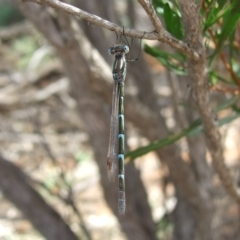 Austrolestes sp. (genus) at Hattah, VIC - 23 Apr 2010 by WendyEM