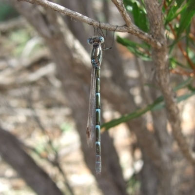 Austrolestes annulosus (Blue Ringtail) at Hattah, VIC - 23 Apr 2010 by WendyEM