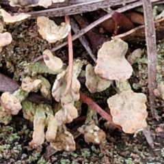 Unidentified Lichen, Moss or other Bryophyte at Goulburn, NSW - 19 Jul 2024 by trevorpreston