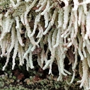 Cladonia sp. (genus) at Goulburn, NSW - 19 Jul 2024