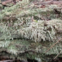 Cladonia sp. (genus) at Goulburn, NSW - 19 Jul 2024