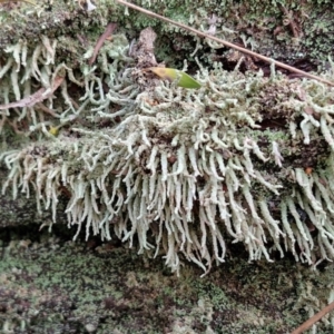 Cladonia sp. (genus) at Goulburn, NSW - 19 Jul 2024