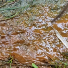 Unidentified Algae, Cyanobacteria, other bacteria and viruses at Goulburn, NSW - 19 Jul 2024 by trevorpreston