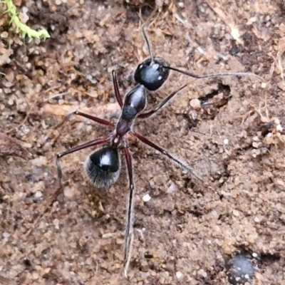 Camponotus intrepidus (Flumed Sugar Ant) at Goulburn, NSW - 19 Jul 2024 by trevorpreston