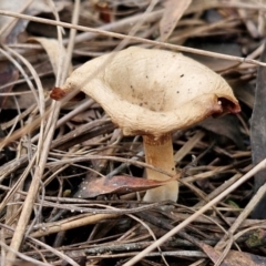 Unidentified Cap on a stem; gills below cap [mushrooms or mushroom-like] at Goulburn, NSW - 19 Jul 2024 by trevorpreston