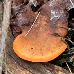 Trametes coccinea (Scarlet Bracket) at Goulburn, NSW - 19 Jul 2024 by trevorpreston