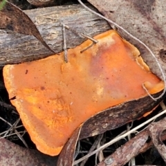 Trametes coccinea at Goulburn, NSW - 19 Jul 2024