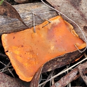 Trametes coccinea at Goulburn, NSW - 19 Jul 2024