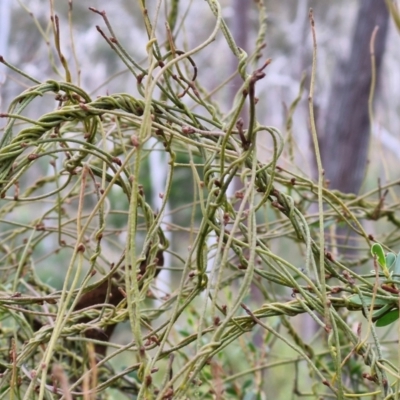 Cassytha pubescens (Devil's Twine) at Goulburn, NSW - 19 Jul 2024 by trevorpreston