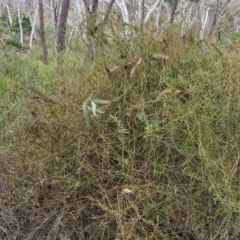 Cassytha pubescens at Goulburn, NSW - 19 Jul 2024