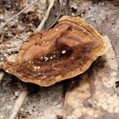 Coltricia sp. at Goulburn, NSW - 19 Jul 2024 by trevorpreston