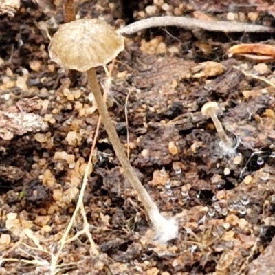 Unidentified Cap on a stem; gills below cap [mushrooms or mushroom-like] at Goulburn, NSW - 19 Jul 2024 by trevorpreston