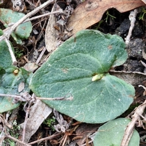 Acianthus collinus at Goulburn, NSW - 19 Jul 2024